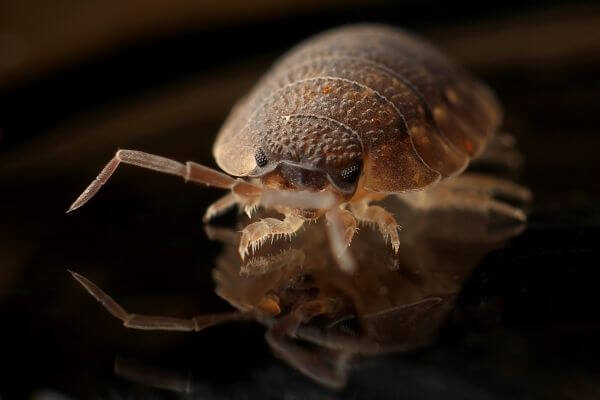 PEST CONTROL WALTHAM ABBEY, Essex. Pests Our Team Eliminate - Bed Bugs.
