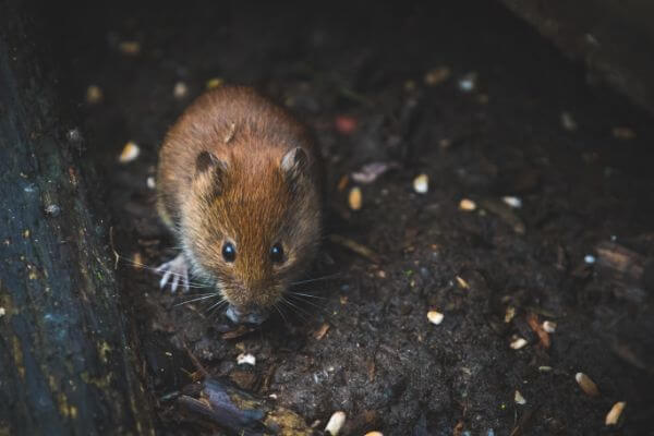 PEST CONTROL WALTHAM ABBEY, Essex. Pests Our Team Eliminate - Mice.