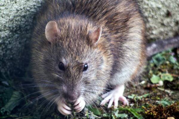 PEST CONTROL WALTHAM ABBEY, Essex. Pests Our Team Eliminate - Rats.