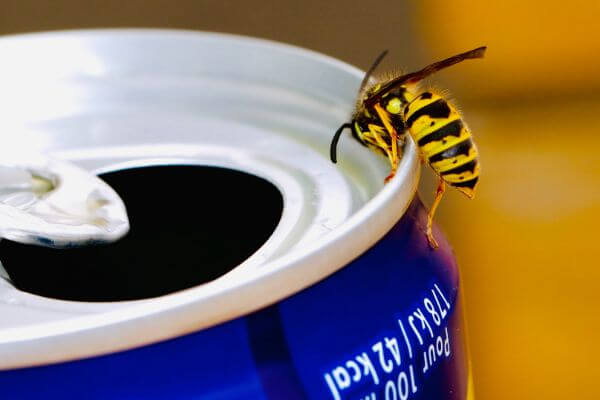 PEST CONTROL WALTHAM ABBEY, Essex. Pests Our Team Eliminate - Wasps.